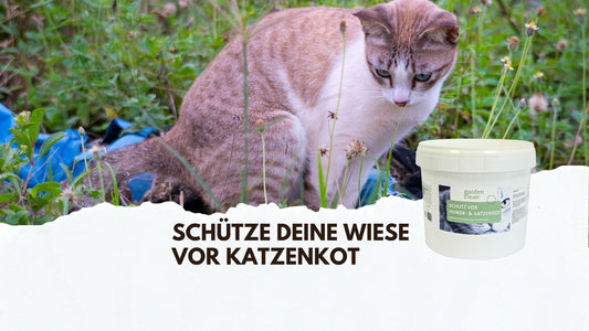 🐾 Natürliche Hilfe gegen Katzenkot im Garten – so bleibt dein Beet sauber!