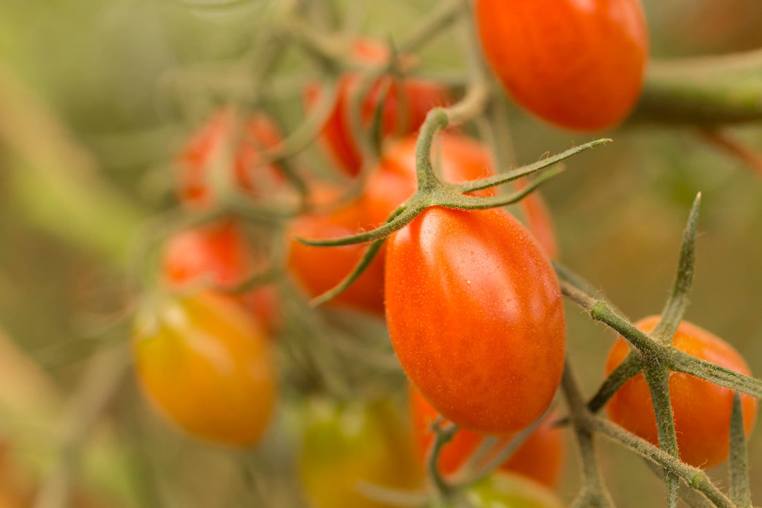 Nahaufnahme einer Tomatenstaude mit mehreren reifen Tomaten im Hintergrund, die nicht im Fokus sind. Eine besonders reife und rote Tomate ist fokussiert im Vordergrund. 